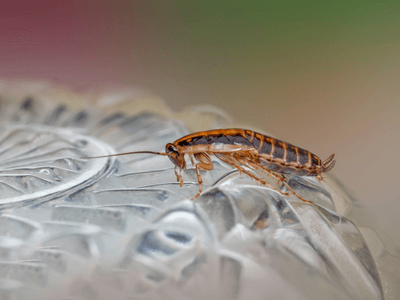 About Local Pest Control - local pest control in austin tx experts in Austin